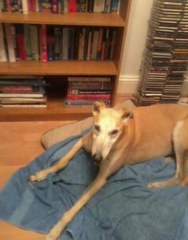 Reddy, a rescue greyhound, lying on a blanket